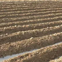 اجاره یک قطعه زمین کشاورزی