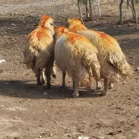 ۳ راس قورچ داشتی|حیوانات مزرعه|پلدختر, |دیوار