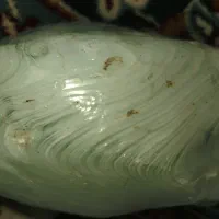 سنگ|کلکسیون سکه، تمبر، اسکناس|مشهد, تبادکان|دیوار