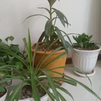 گل آپارتمانی