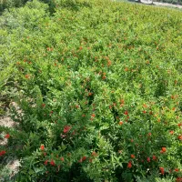 نهال انار شهرضا|خدمات باغبانی و درختکاری|اصفهان, سودان|دیوار