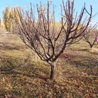 هرس هرس باغبانی|خدمات باغبانی و درختکاری|بهار, |دیوار