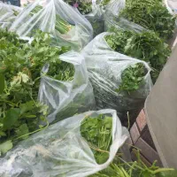 قرمه سبزی|خوردنی و آشامیدنی|نوشهر, |دیوار