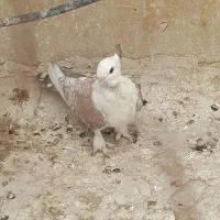 کبوتر بلژیکی