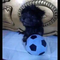 واگذاری سگ فوری فوری بعلت مهاجرت