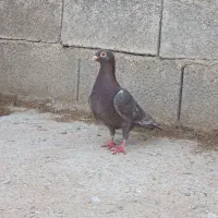 غوره سرخ پلاکی