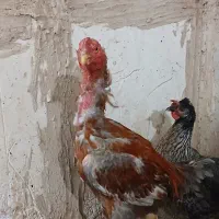 خروس لاری اصیل