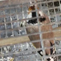 سهره جفتی کلکسیونی|پرنده|شیراز, شهرک جماران|دیوار