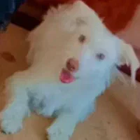 سگ خانگی|سگ|قم, آزادگان|دیوار