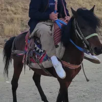 اسب یورقه 5 سال