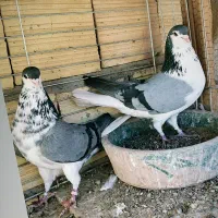 کبوتر دمگیرطاقی گلین تسمه زرد معاوضه سیاه پشت