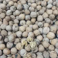 گردو خشک