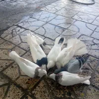 کبوتر|پرنده|دره شهر, |دیوار