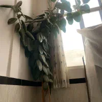 گل گوش فیلی