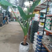 گل وگیاه آپارتمانی