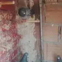 کفتر مسافتی وپرشی