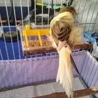 قناری فری رسمی بلندنر