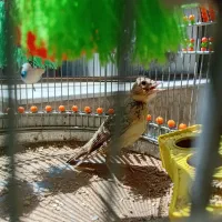 یه عددطرقه بخون