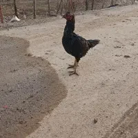 مرغ دورگه|حیوانات مزرعه|جوانرود, |دیوار