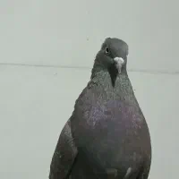 ماده قهوه ای دم سفید