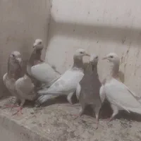 پنج عدد کله هما هفت رنگ بفروش می‌رسد
