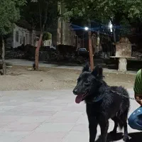 سگ ژرمن بلک نر ۹ماهه نژاد ورک لاین