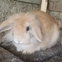 خرگوش ماده لوپ