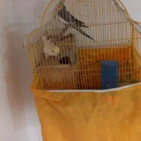 یه جفت عروس هلندی بفروش میرسد