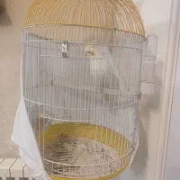 عروس هلندی لوتینو با قفس|پرنده|تهران, کوی بیمه|دیوار