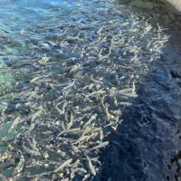 طراحی مزارع بچه ماهی قزل الا اسپانیا