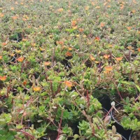 کلیه خدمات فضای سبز|خدمات باغبانی و درختکاری|کیش, |دیوار