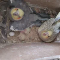 جفت عروس هلندی مولد