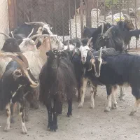 شانزده راس بز ابستن مایه کرده میش بزغاله|حیوانات مزرعه|خاوران, |دیوار