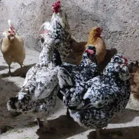 تخم‌مرغ گلین و ریشو|حیوانات مزرعه|شوشتر, |دیوار