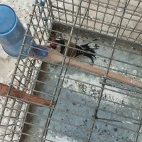 سهره باغی یک سال قفس