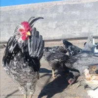 تخممرغ گلین نطفه دار صدرصد|حیوانات مزرعه|یزد, |دیوار