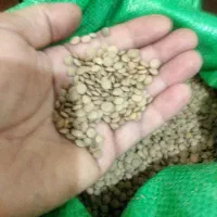عدس روس