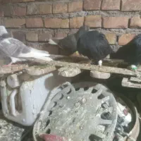 کفتر پرشی|پرنده|نیشابور, ده حلاج|دیوار