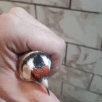 سلام ۲عدد سهره جوان خوش رنگ و۲عدد قناری نر