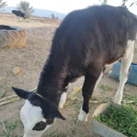 گاو و گوساله|حیوانات مزرعه|بلوک, |دیوار