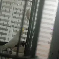 عروس هلندی بالغ