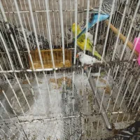 فنچ ماده ویک جفت مرغ عشق