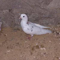 کفتر پرشی عالی درجه ۱|پرنده|هشتگرد, |دیوار