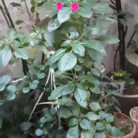 گل و گلدان|گل و گیاه طبیعی|شهرکرد, |دیوار