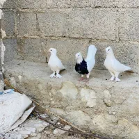 طاقی و گیچ درجه یک
