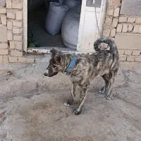 واگذاری دوقلاده سگ|سگ|گل تپه, |دیوار