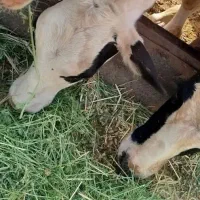 نیروی کار در گاو داری