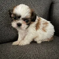 شیتزوسوپرفلت|سگ|رشت, گلسار|دیوار