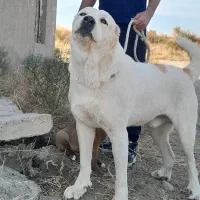 سگه گله ای نگهبان میکس آلبای افغان|سگ|مشهد, توس (بلوار توس)|دیوار