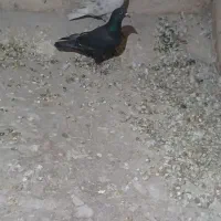 دوعدد کفترنر غریب به شرط پرش